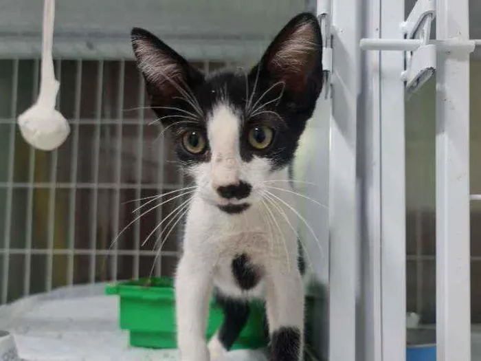Gato ra a SRD idade 2 a 6 meses nome Tyron