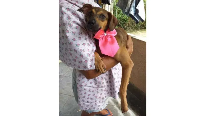 Cachorro ra a SRD idade 2 a 6 meses nome Cacau