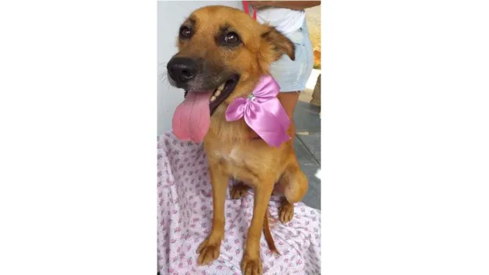 Cachorro ra a SRD idade 1 ano nome Luna