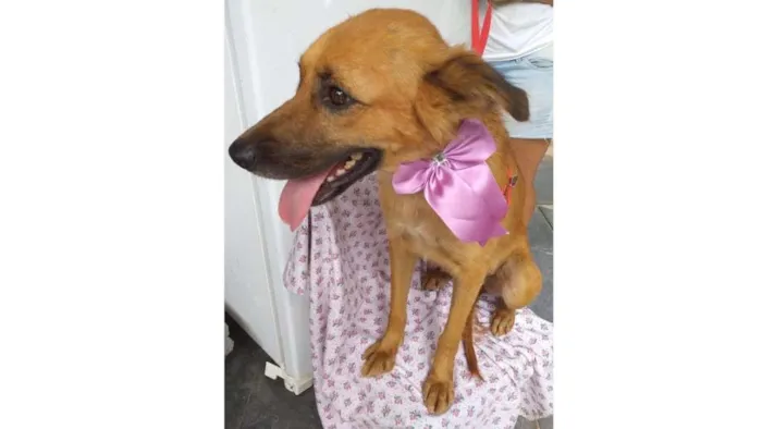 Cachorro ra a SRD idade 1 ano nome Luna