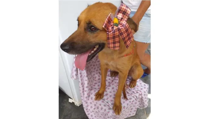 Cachorro ra a SRD idade 1 ano nome Luna