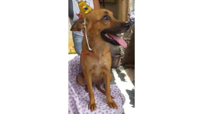 Cachorro ra a SRD idade 1 ano nome Luna