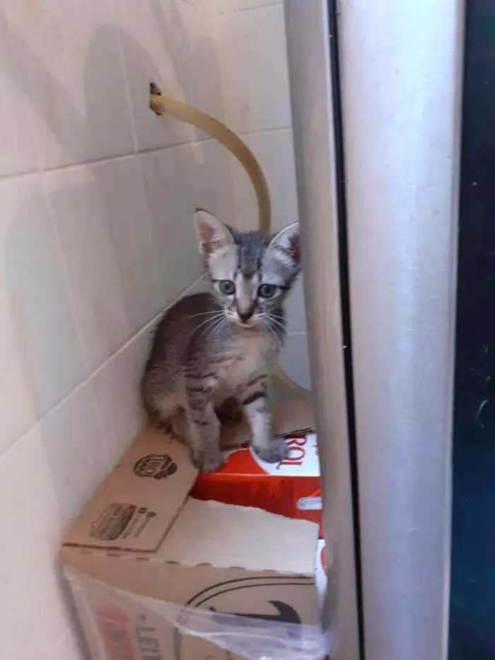 Gato ra a Siamês idade 2 a 6 meses nome Tres gatinhas 