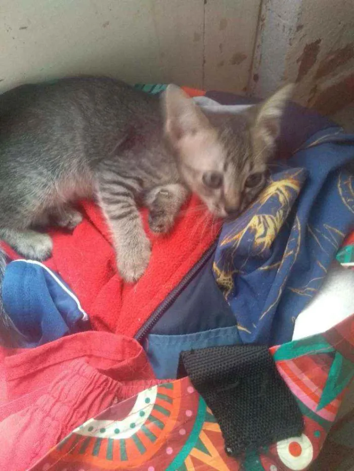 Gato ra a Siamês idade 2 a 6 meses nome Tres gatinhas 