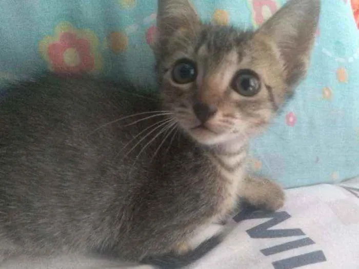 Gato ra a Siamês idade 2 a 6 meses nome Tres gatinhas 