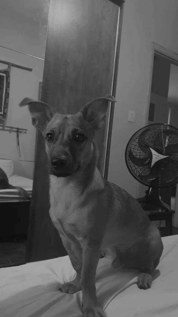 Cachorro ra a indefinido idade 7 a 11 meses nome Haru