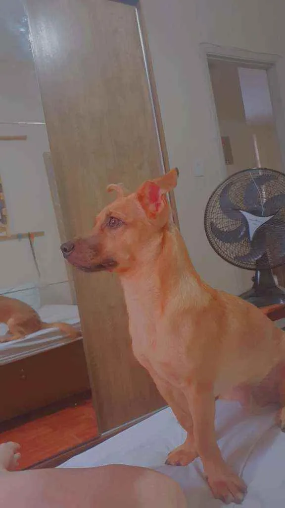 Cachorro ra a indefinido idade 7 a 11 meses nome Haru