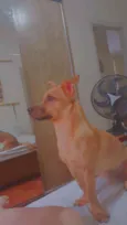Haru