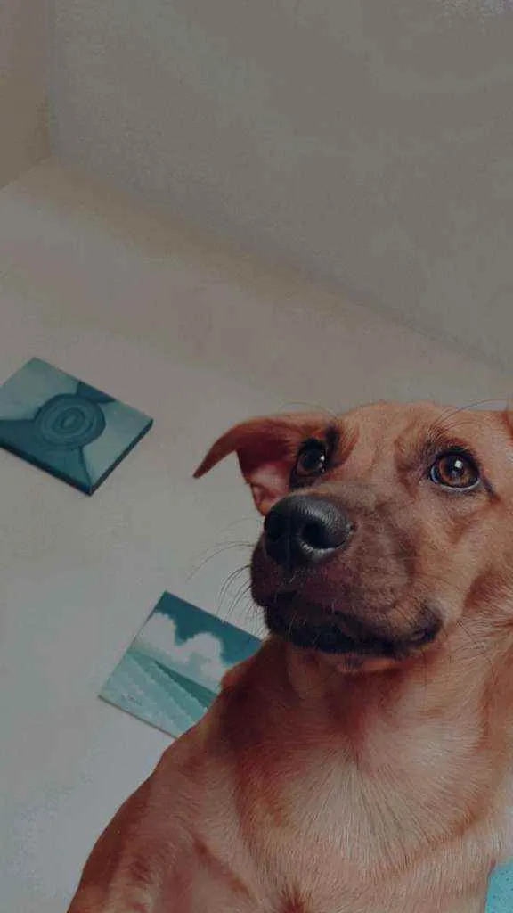 Cachorro ra a indefinido idade 7 a 11 meses nome Haru