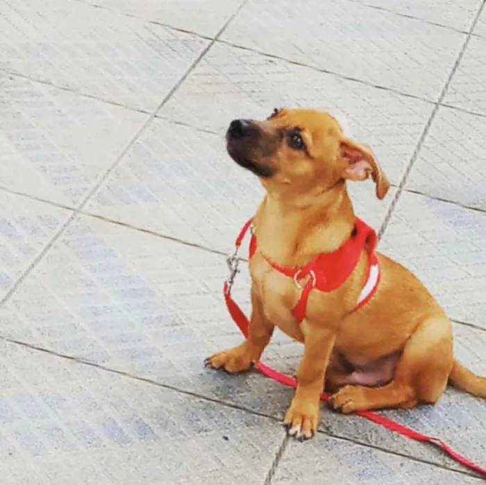 Cachorro ra a indefinido idade 7 a 11 meses nome Haru