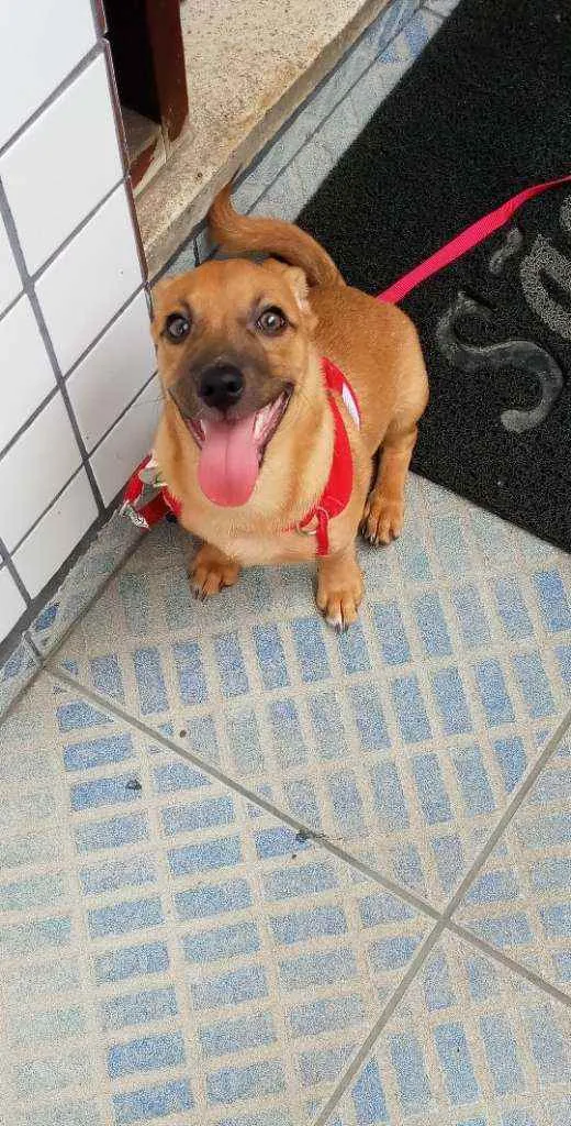Cachorro ra a indefinido idade 7 a 11 meses nome Haru