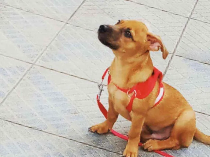 Cachorro ra a indefinido idade 7 a 11 meses nome Haru