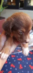 Nina