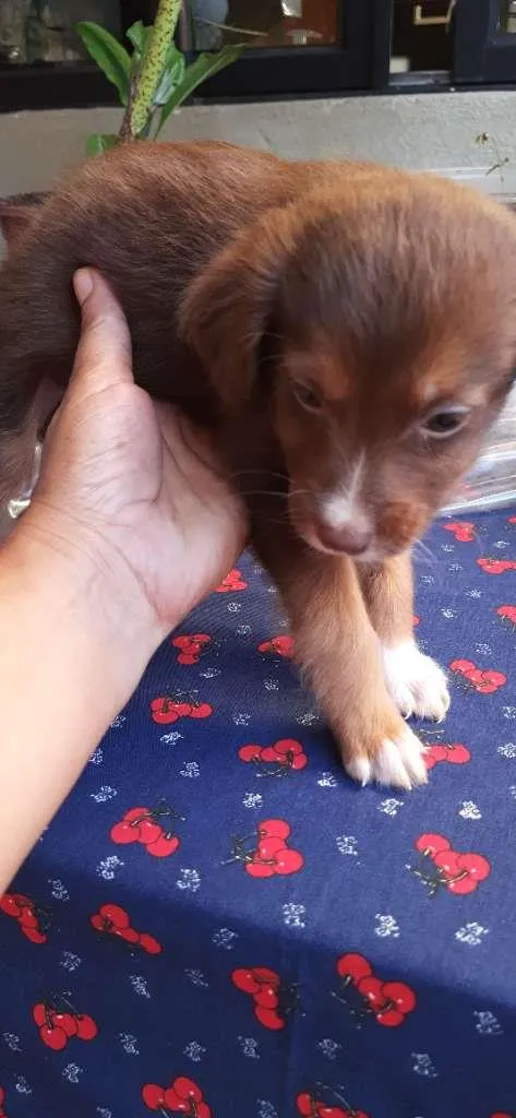 Cachorro raça  idade Abaixo de 2 meses nome Nina