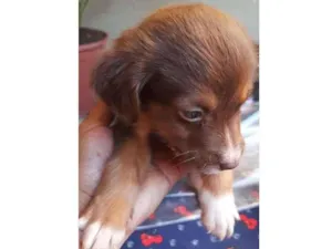 Cachorro raça  idade Abaixo de 2 meses nome Nina
