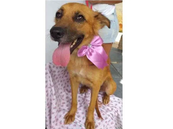 Cachorro ra a SRD idade 1 ano nome Luna