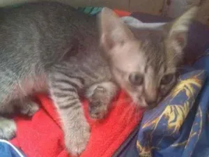 Gato raça Siamês idade 2 a 6 meses nome Tres gatinhas 