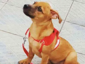 Cachorro raça indefinido idade 7 a 11 meses nome Haru