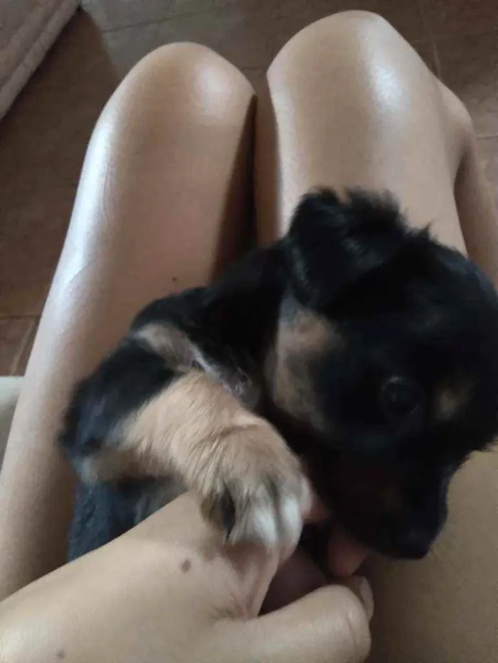 Cachorro ra a Vira lata  idade Abaixo de 2 meses nome Maimai e Toby