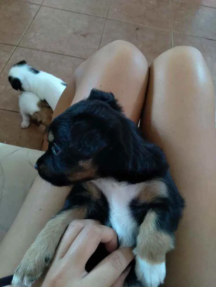 Cachorro ra a Vira lata  idade Abaixo de 2 meses nome Maimai e Toby