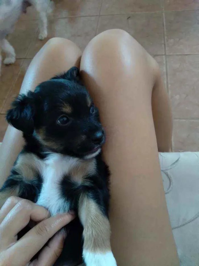 Cachorro ra a Vira lata  idade Abaixo de 2 meses nome Maimai e Toby