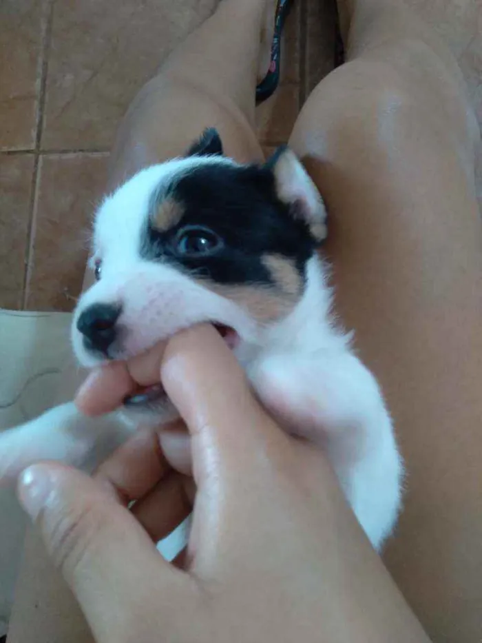 Cachorro ra a Vira lata  idade Abaixo de 2 meses nome Maimai e Toby