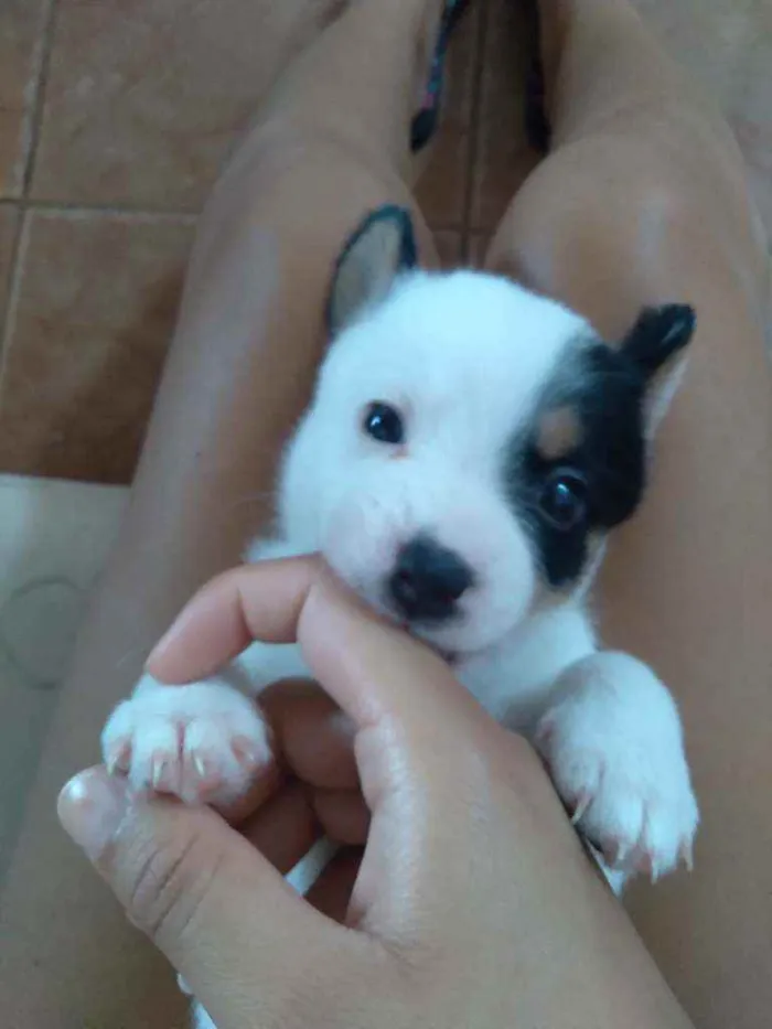 Cachorro ra a Vira lata  idade Abaixo de 2 meses nome Maimai e Toby