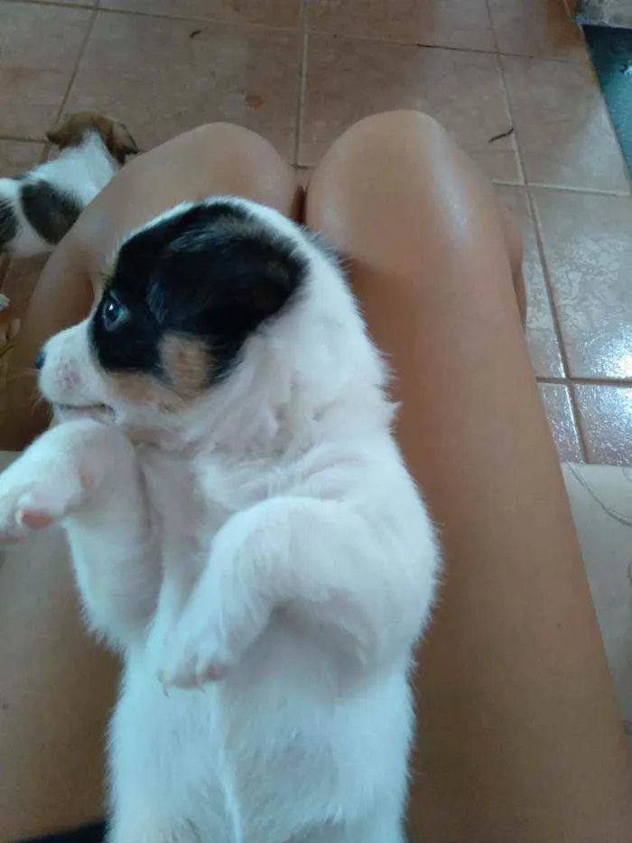 Cachorro ra a Vira lata  idade Abaixo de 2 meses nome Maimai e Toby