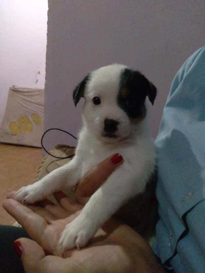 Cachorro ra a Vira lata  idade Abaixo de 2 meses nome Maimai e Toby