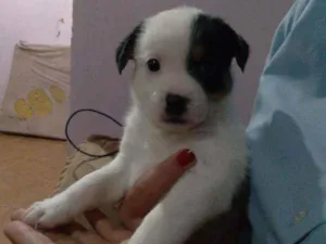 Cachorro raça Vira lata  idade Abaixo de 2 meses nome Maimai e Toby