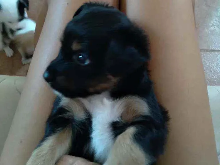 Cachorro ra a Vira lata  idade Abaixo de 2 meses nome Maimai e Toby