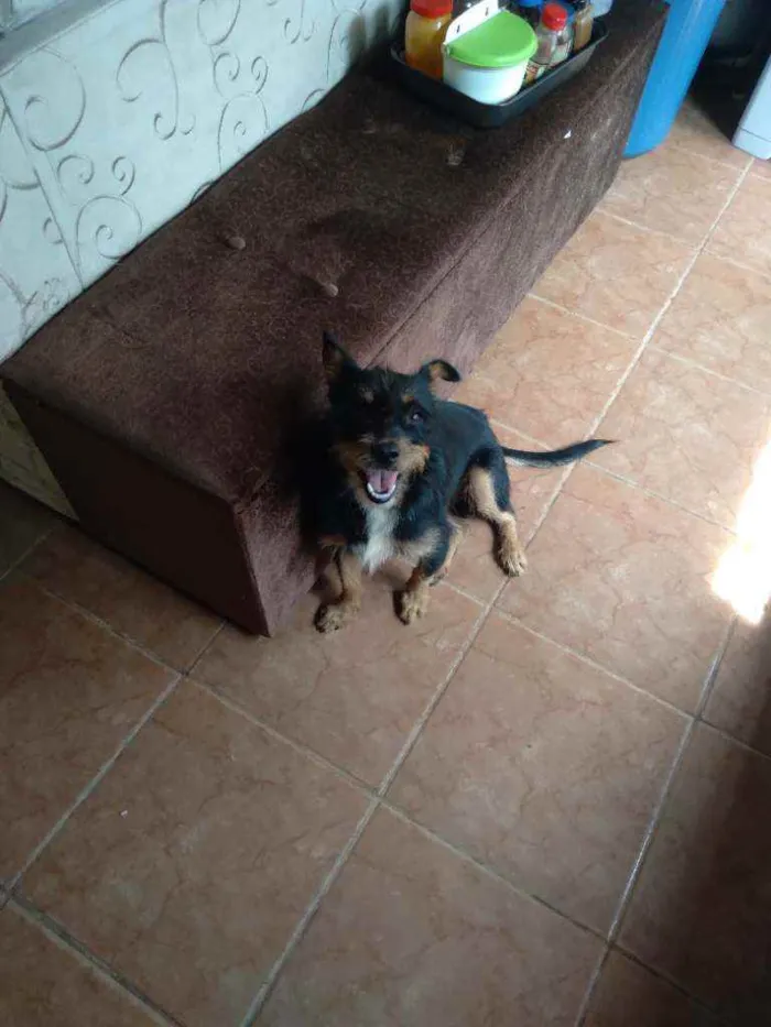 Cachorro ra a Vira lata idade 1 ano nome Billy