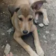 Carminha