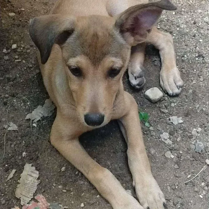 Cachorro raça SRD-ViraLata idade 2 a 6 meses nome Carminha