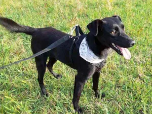 Cachorro raça srd idade 2 anos nome Dedeco