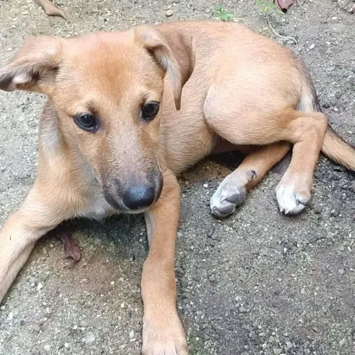 Cachorro raça SRD-ViraLata idade 2 a 6 meses nome Bibi