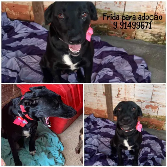 Cachorro ra a SRD   SEM RAÇA DEFINIDA idade 1 ano nome FRIDA