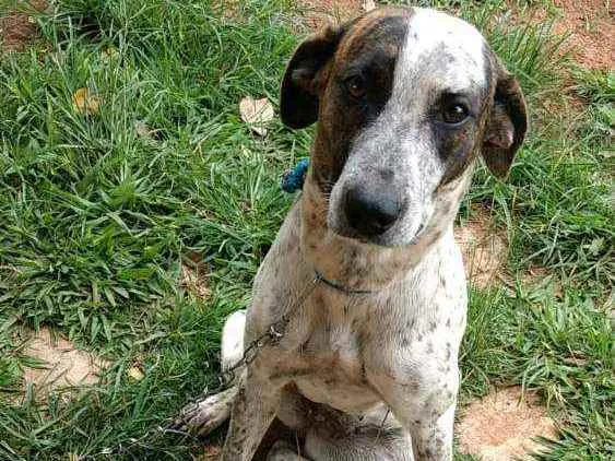 Cachorro ra a Vira lata idade 1 ano nome Belinha e pithuca