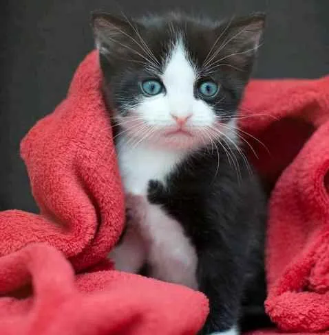 Gato ra a SRD idade Abaixo de 2 meses nome Sem nome