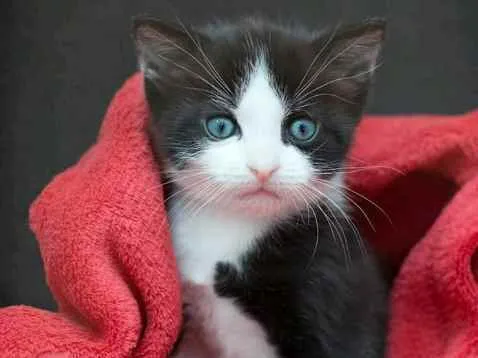 Gato ra a SRD idade Abaixo de 2 meses nome Sem nome