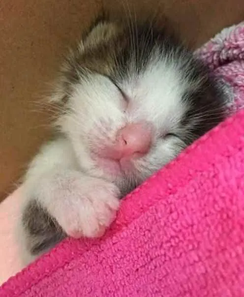 Gato ra a SRD idade Abaixo de 2 meses nome Sem nome