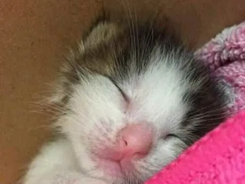 Gato ra a SRD idade Abaixo de 2 meses nome Sem nome