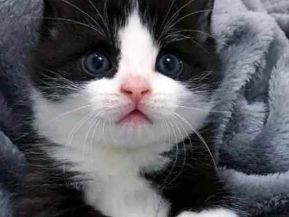Gato ra a SRD idade Abaixo de 2 meses nome Sem nome