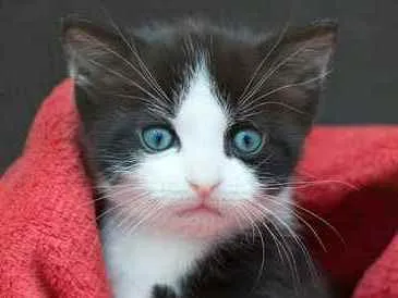 Gato ra a SRD idade Abaixo de 2 meses nome Sem nome
