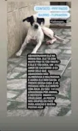 Apolo