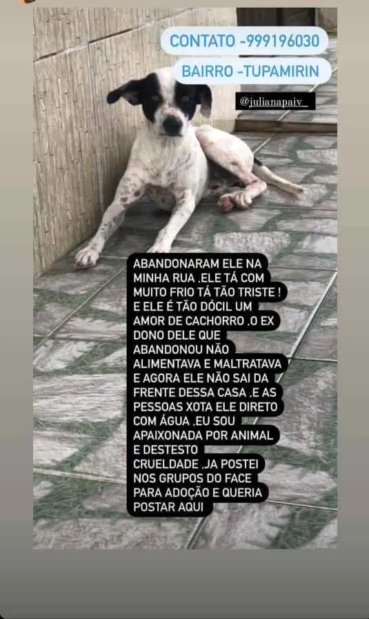 Cachorro ra a Srd idade 2 anos nome Apolo