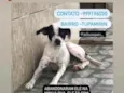 Apolo