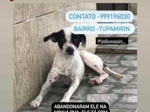 Cachorro raça Srd idade 2 anos nome Apolo