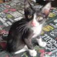 Gato raça SRD idade 2 a 6 meses nome Frajolinha