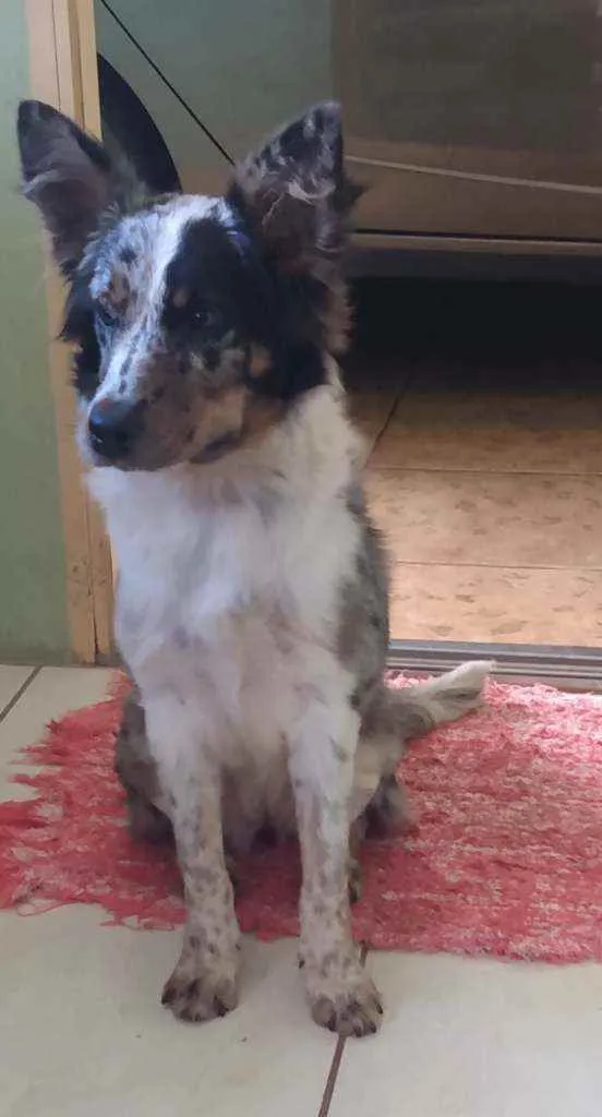 Cachorro raça Boder Collie c/ Burriler idade 7 a 11 meses nome Mel